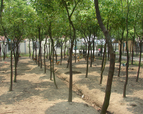 莊園環(huán)境